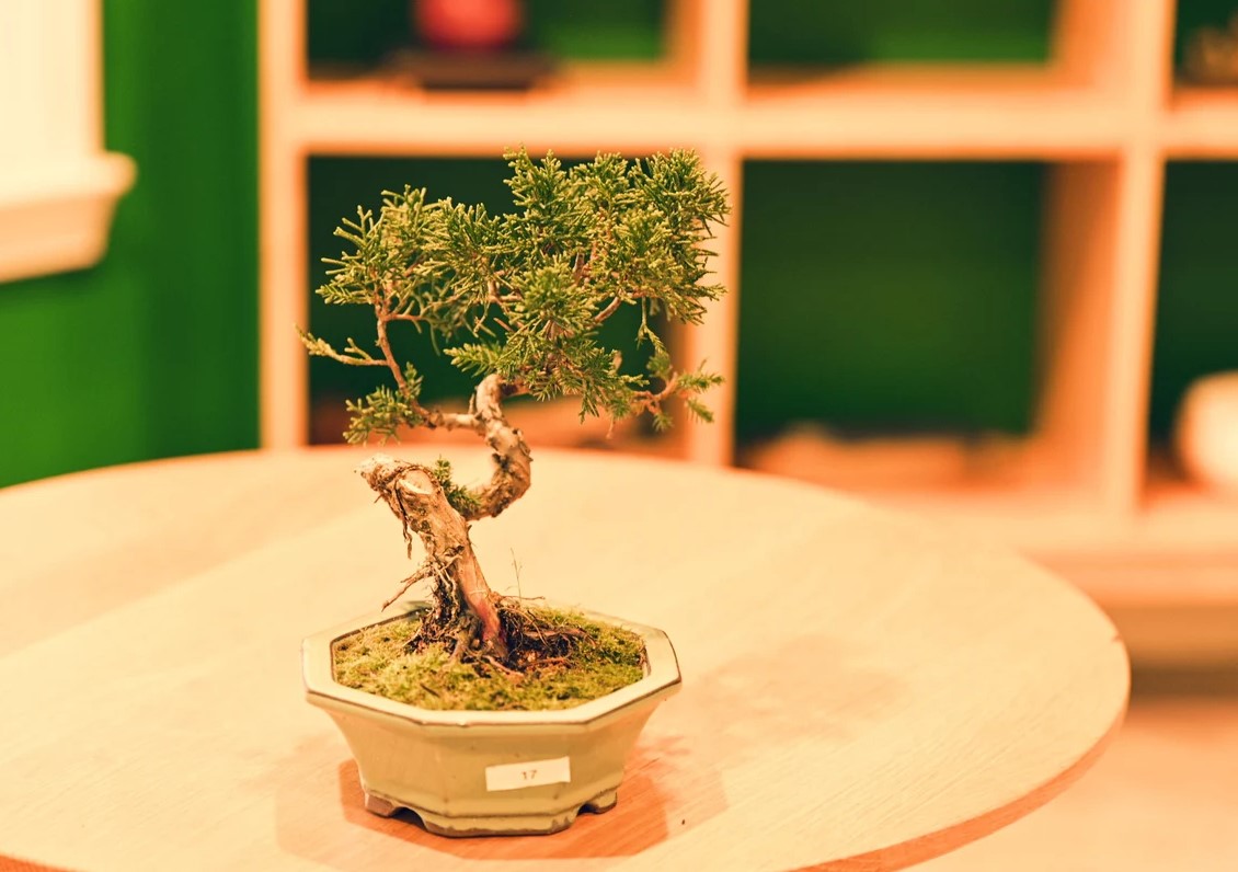 Ceramic Aesthetic Bonsai Pot (Displayed Tree Not Included)