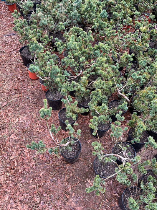 Live Pre-Bonsai White Pine (trained); with nutrition soil