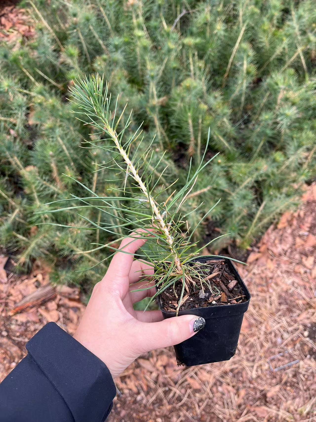 Live Japanese Black Pine Seedlings; with nutrition soil