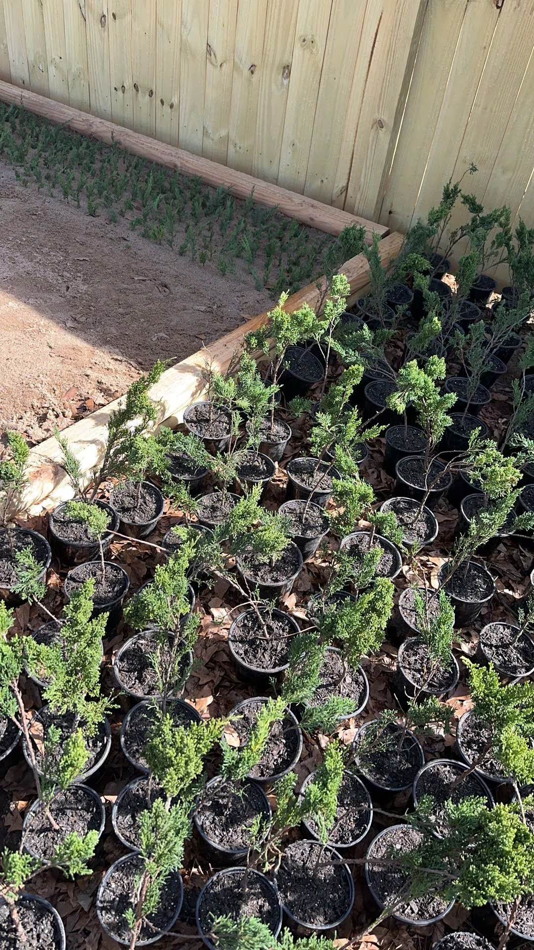 Live Shimpaku Juniper Seedlings; with nutrition soil