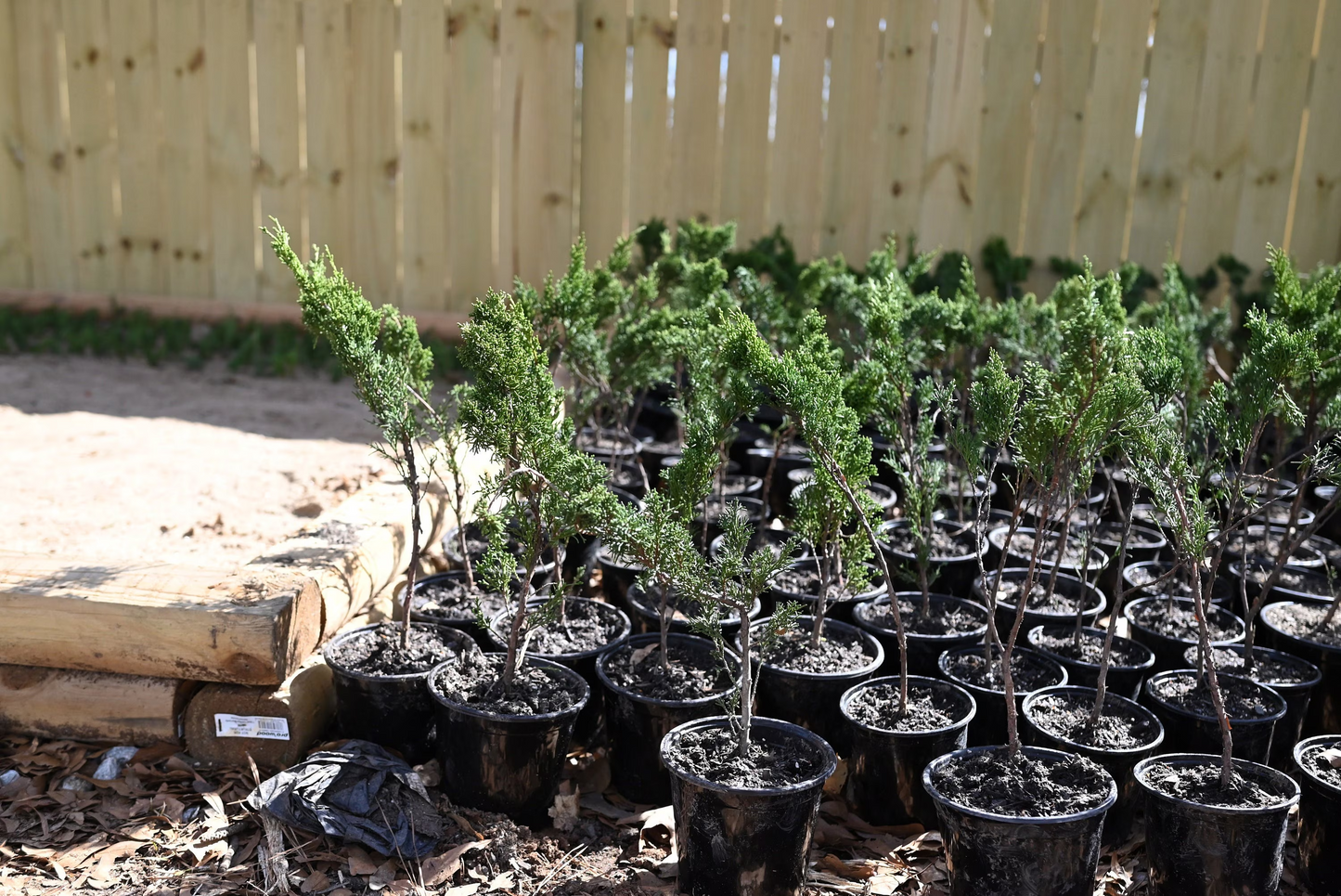 Live Shimpaku Juniper Seedlings; with nutrition soil