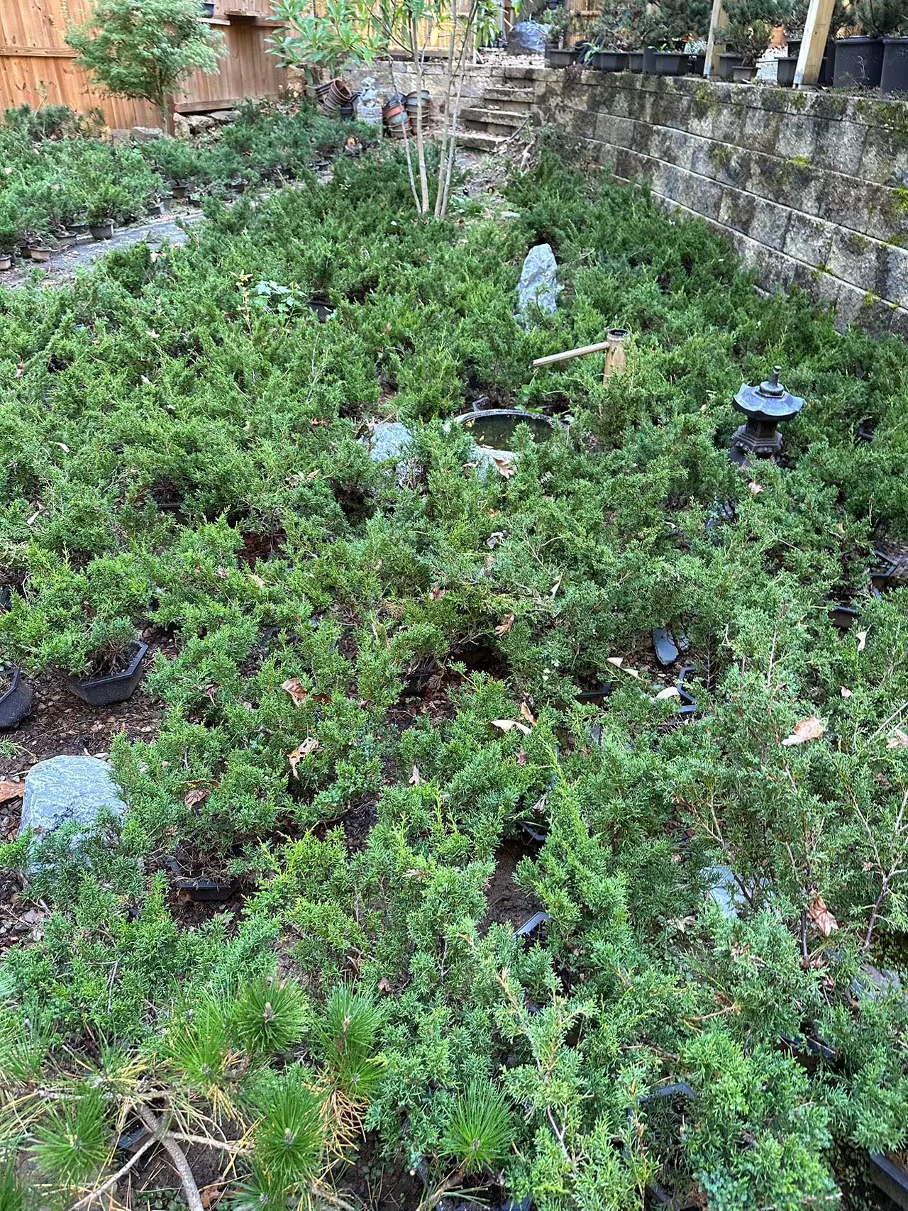 Live Pre-Bonsai Shimpaku Juniper (trained); with nutrition soil