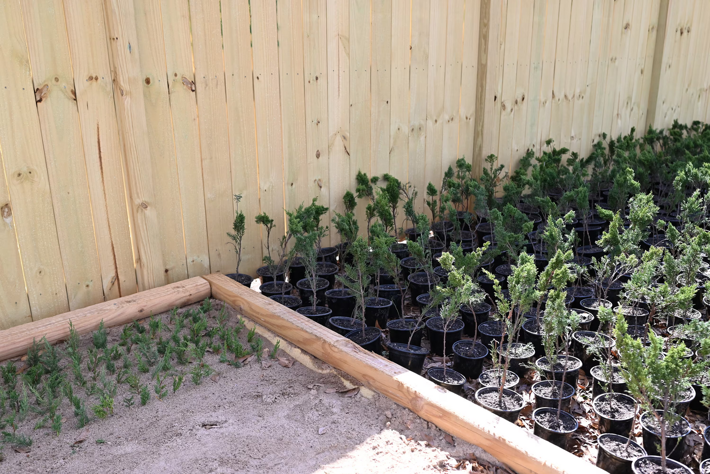 Live Shimpaku Juniper Seedlings; with nutrition soil