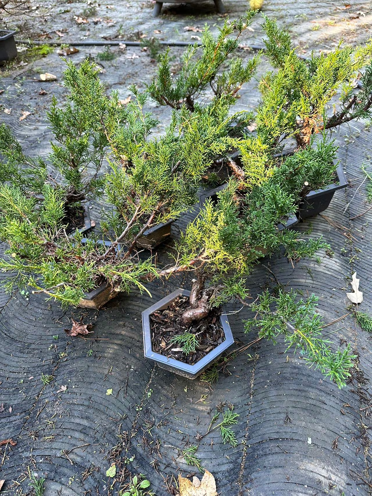 Live Pre-Bonsai Shimpaku Juniper (trained); with nutrition soil