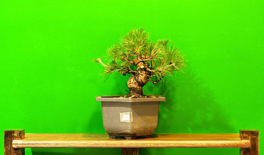 Live Black Pine Outdoor Bonsai Tree; with Decorative Container same as picture; with nutrition soil