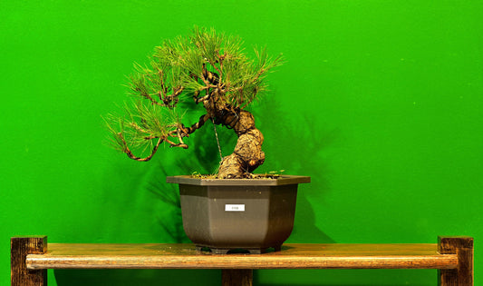 Live Black Pine Outdoor Bonsai Tree; with Decorative Container same as picture; with nutrition soil