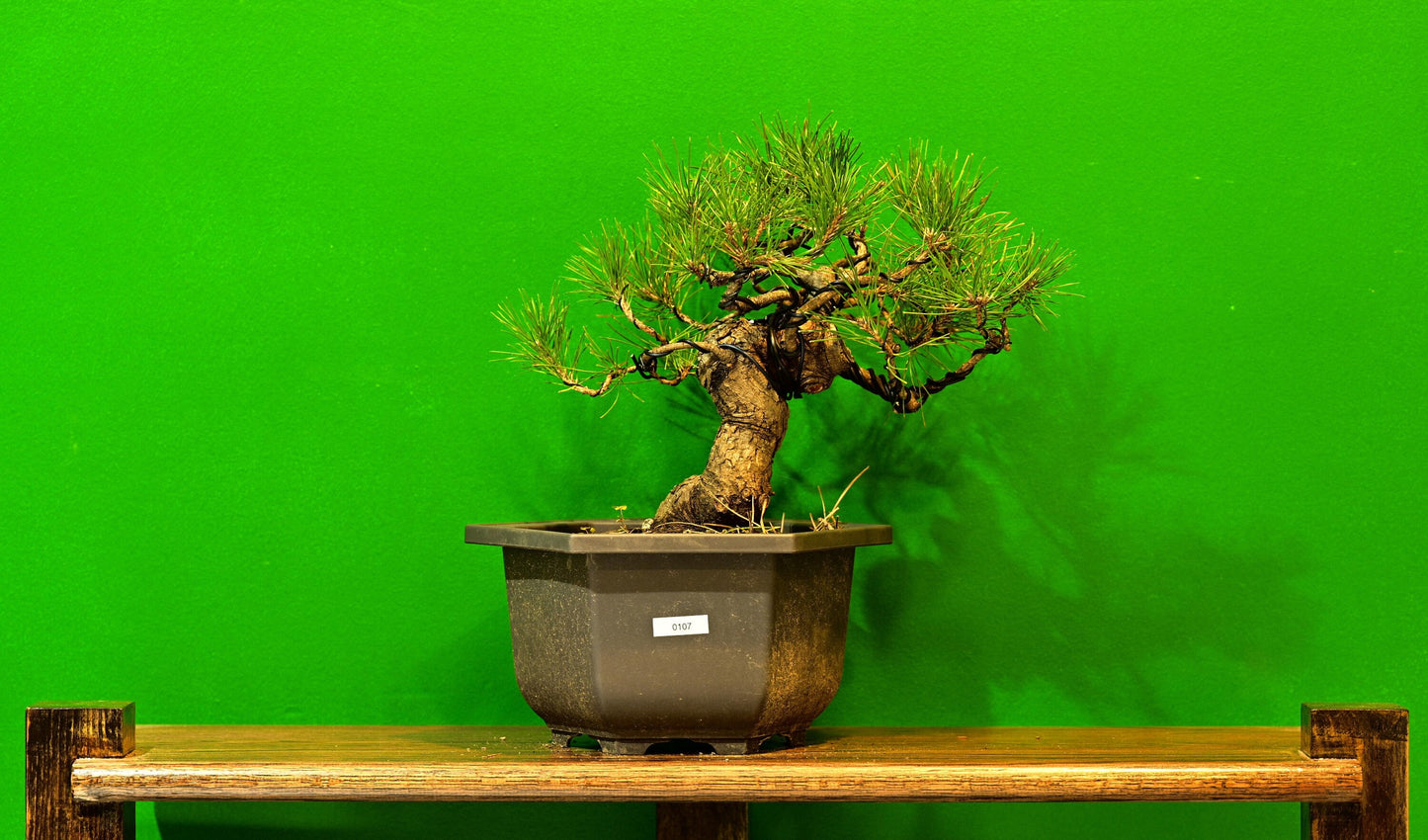 Live Black Pine Outdoor Bonsai Tree; with Decorative Container same as picture; with nutrition soil