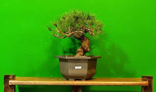 Live Black Pine Outdoor Bonsai Tree; with Decorative Container same as picture; with nutrition soil