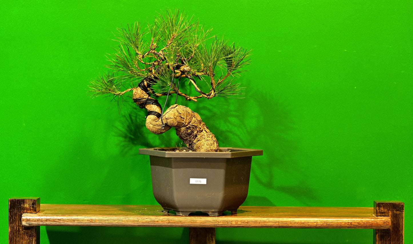 Live Black Pine Outdoor Bonsai Tree; with Decorative Container same as picture; with nutrition soil