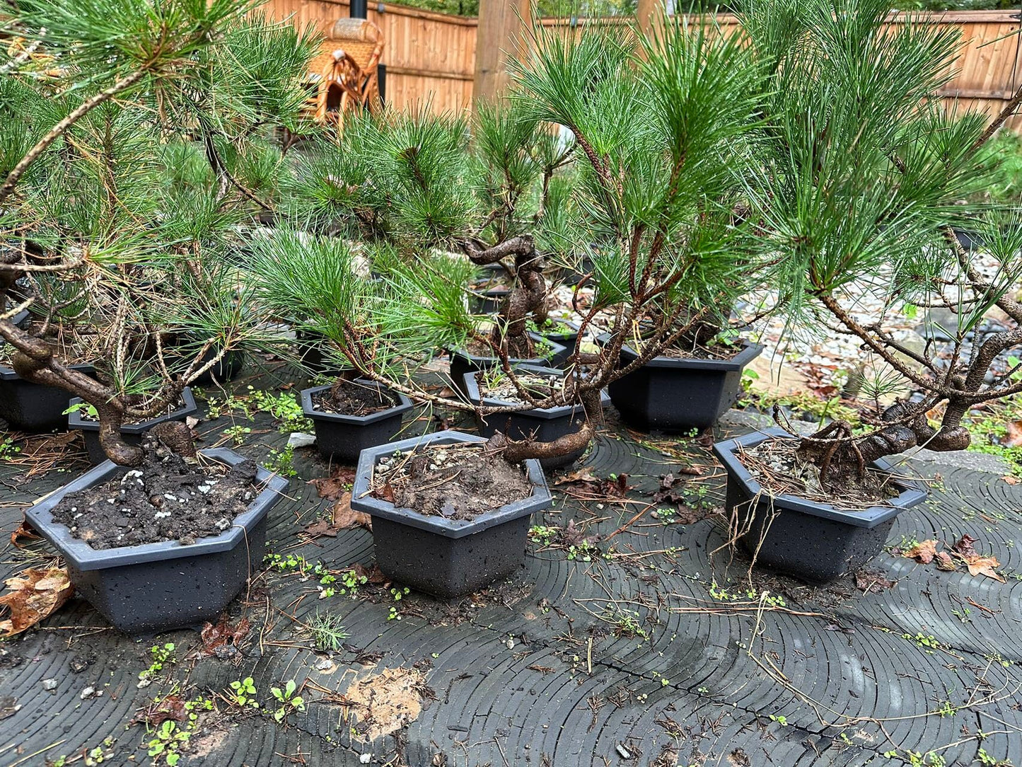 Live Pre-Bonsai Black Pine; with Decorative Container same as picture