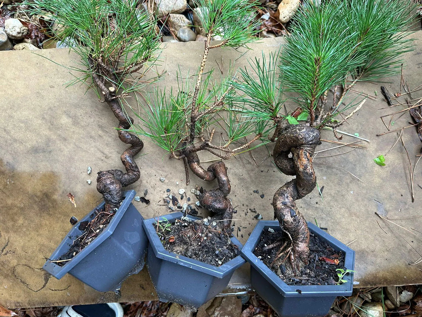 Live Pre-Bonsai Black Pine; with Decorative Container same as picture