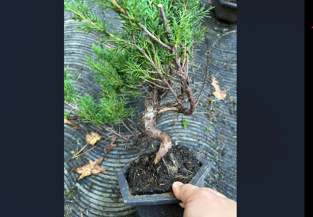 Live Pre-Bonsai Shimpaku Juniper (trained); with nutrition soil