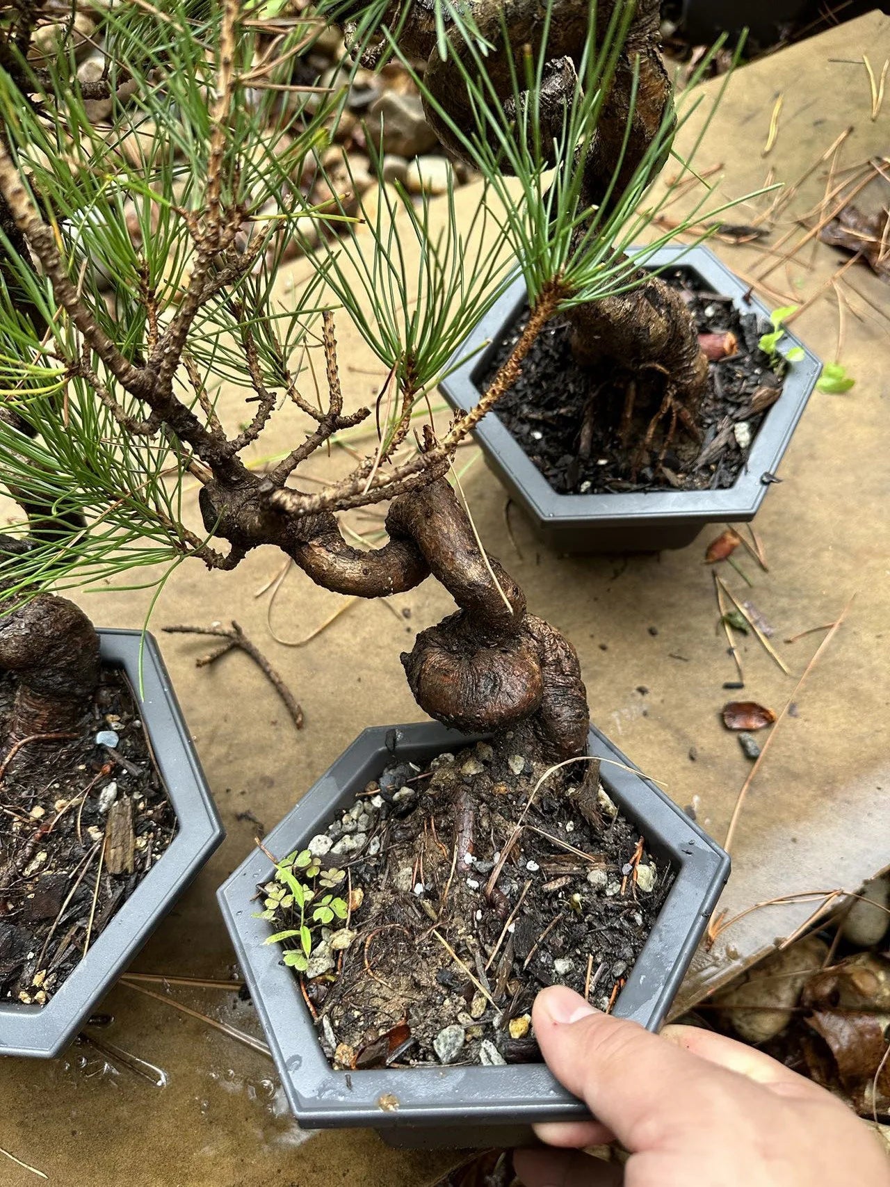 Live Pre-Bonsai Black Pine; with Decorative Container same as picture