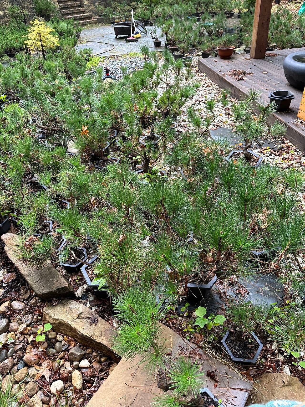 Live Pre-Bonsai Black Pine; with Decorative Container same as picture