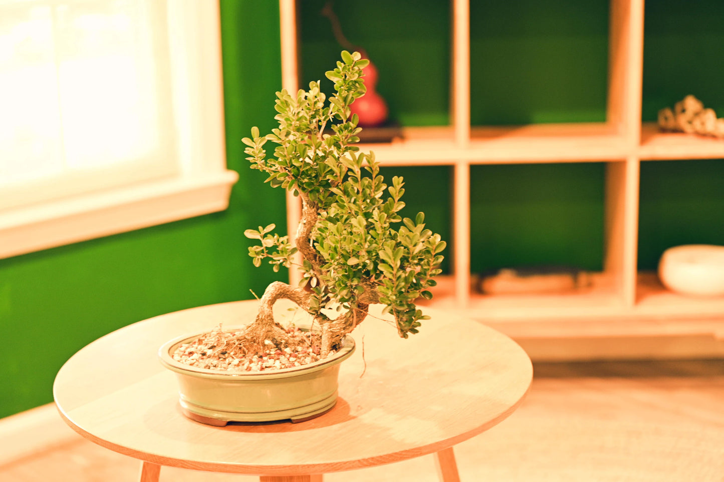 Ceramic Aesthetic Bonsai Pot (Displayed Tree Not Included)