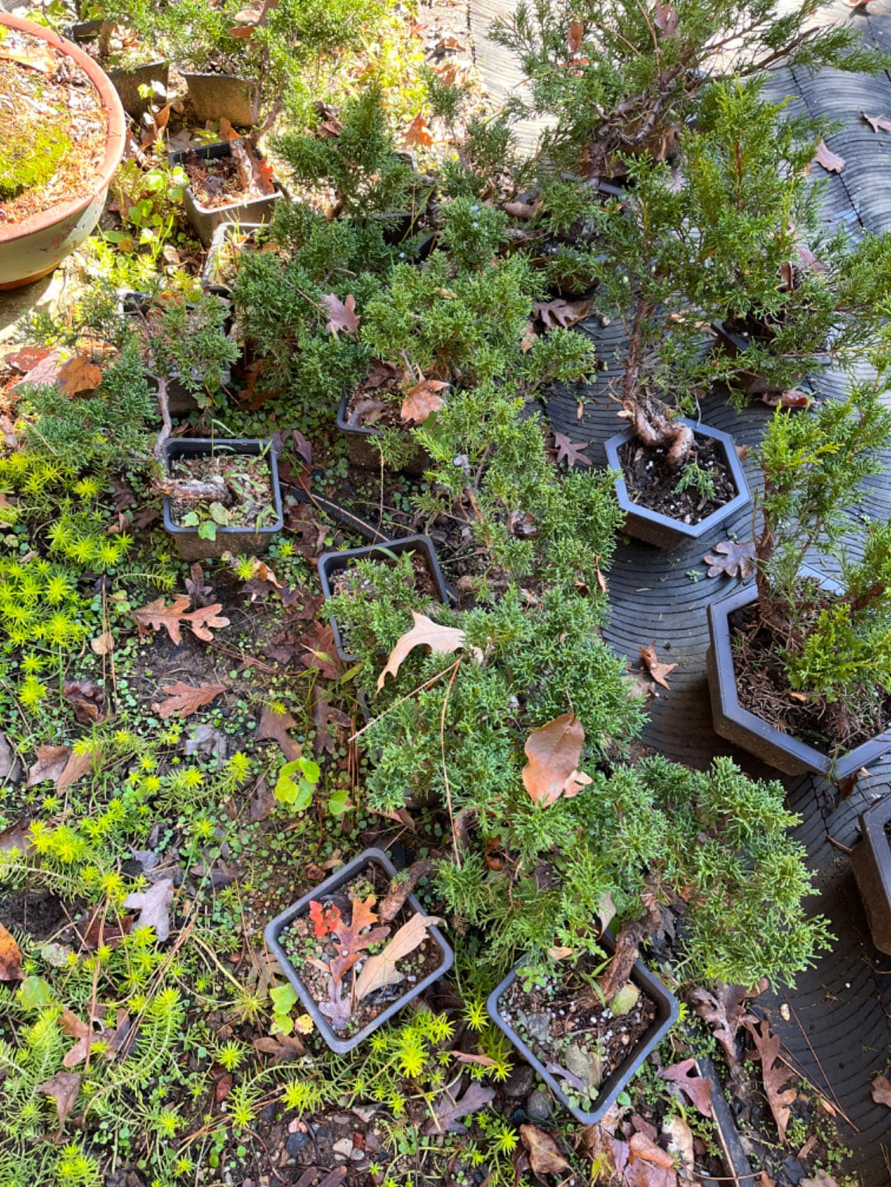 Live Pre-Bonsai Shimpaku Juniper (trained); with nutrition soil