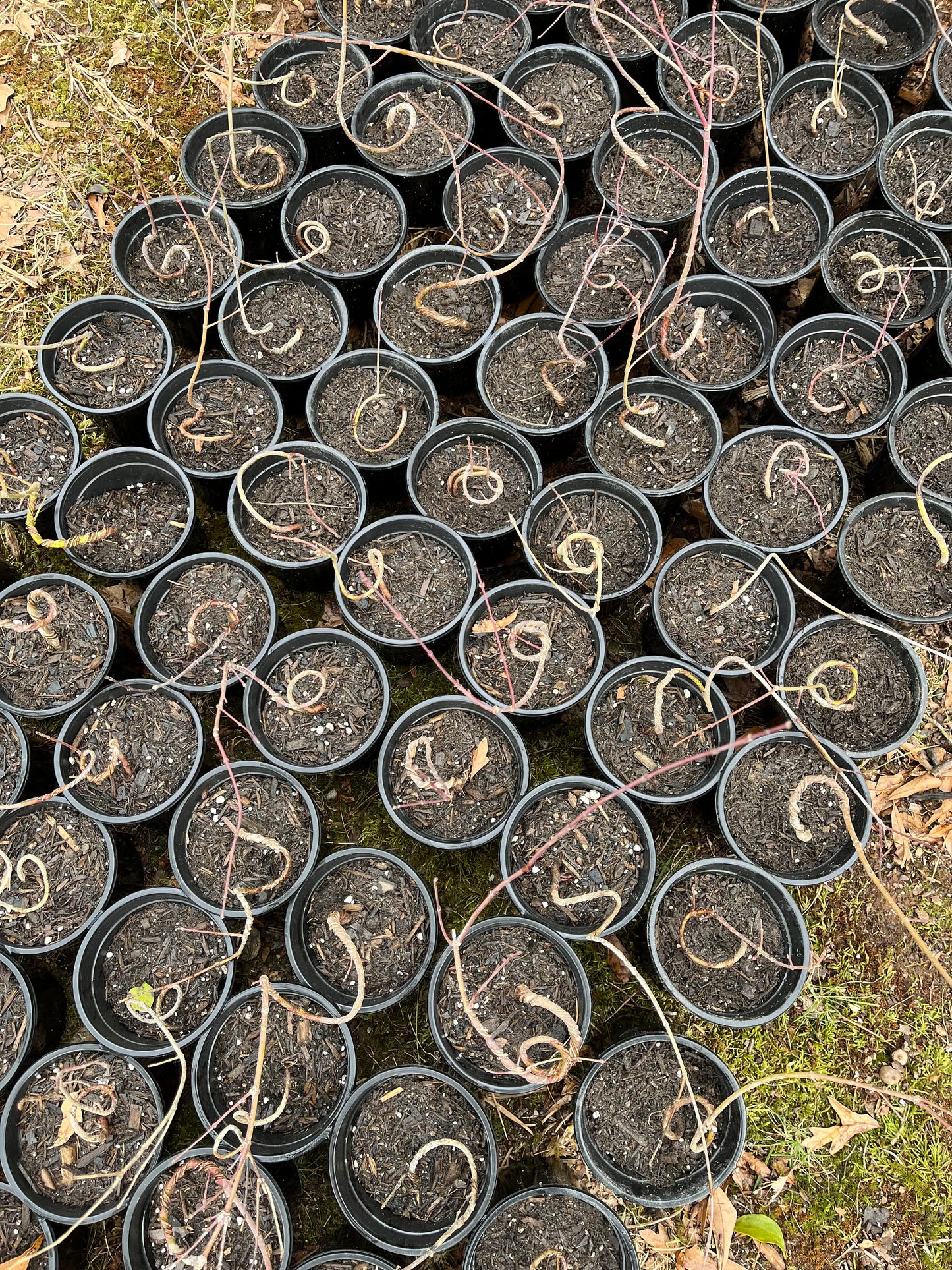 Live Acer Palmatum Seedlings; with nutrition soil