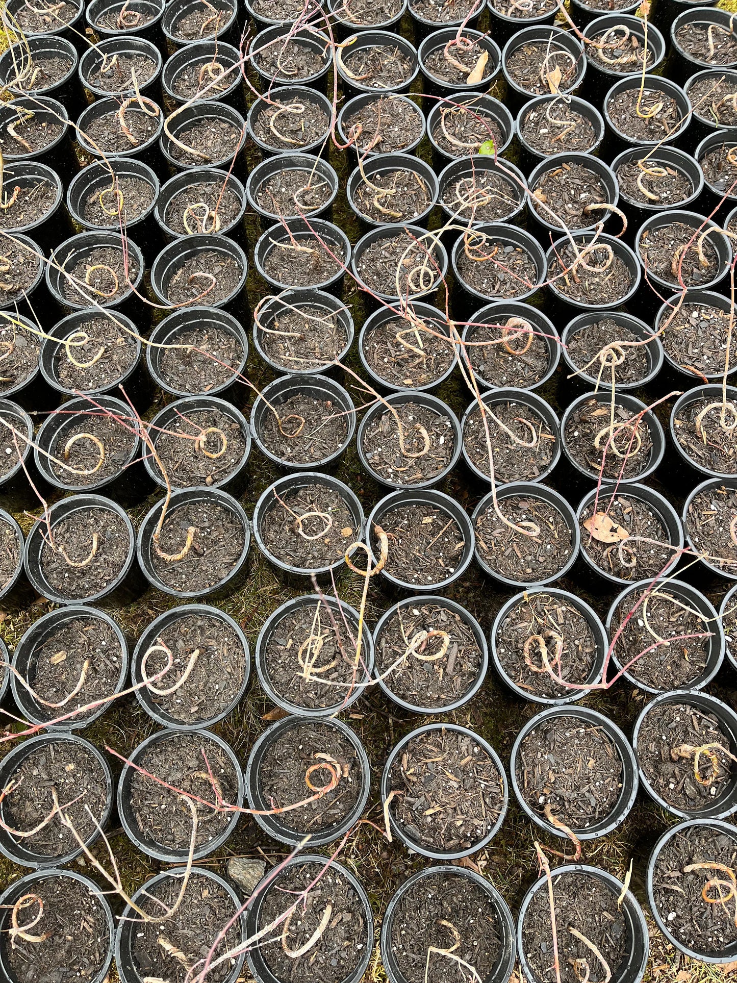 Live Acer Palmatum Seedlings; with nutrition soil