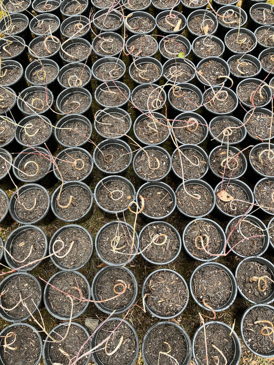 Live Acer Palmatum Seedlings; with nutrition soil