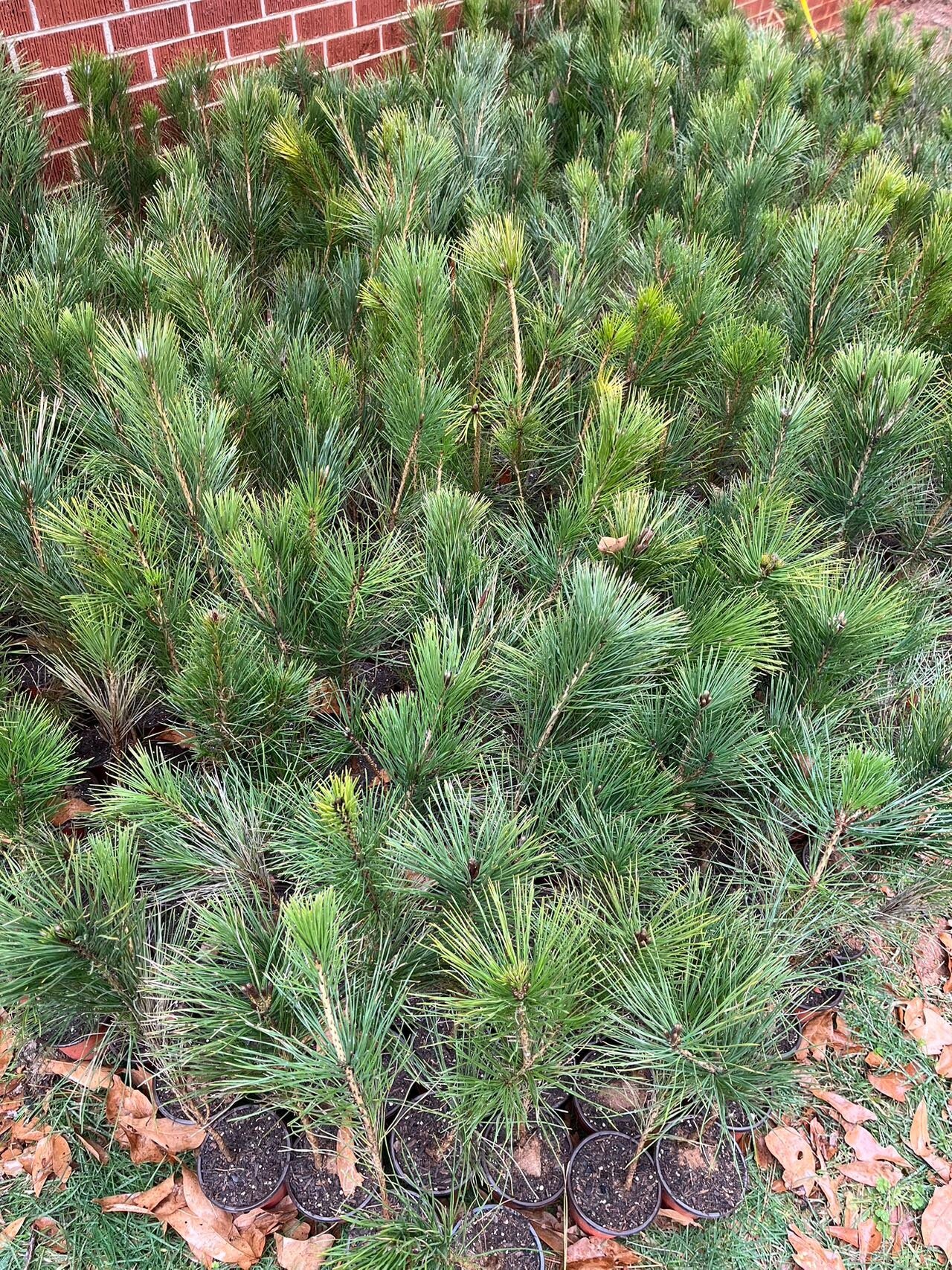 Live Japanese Black Pine Seedlings (3 years+); with nutrition soil