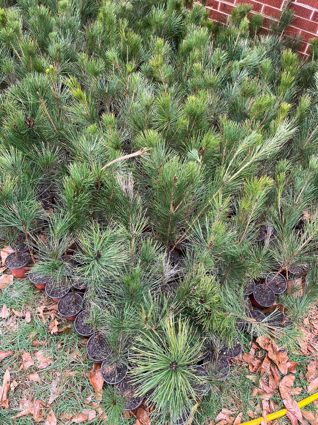 Live Japanese Black Pine Seedlings (3 years+); with nutrition soil