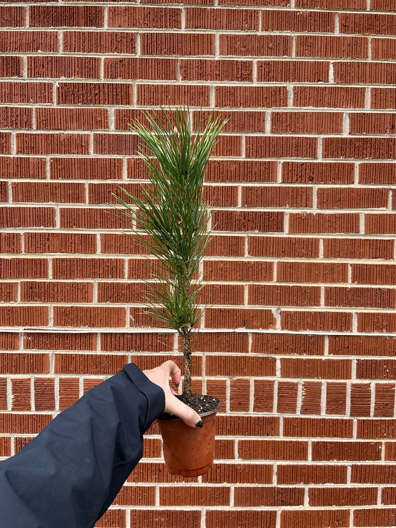 Live Japanese Black Pine Seedlings (3 years+); with nutrition soil