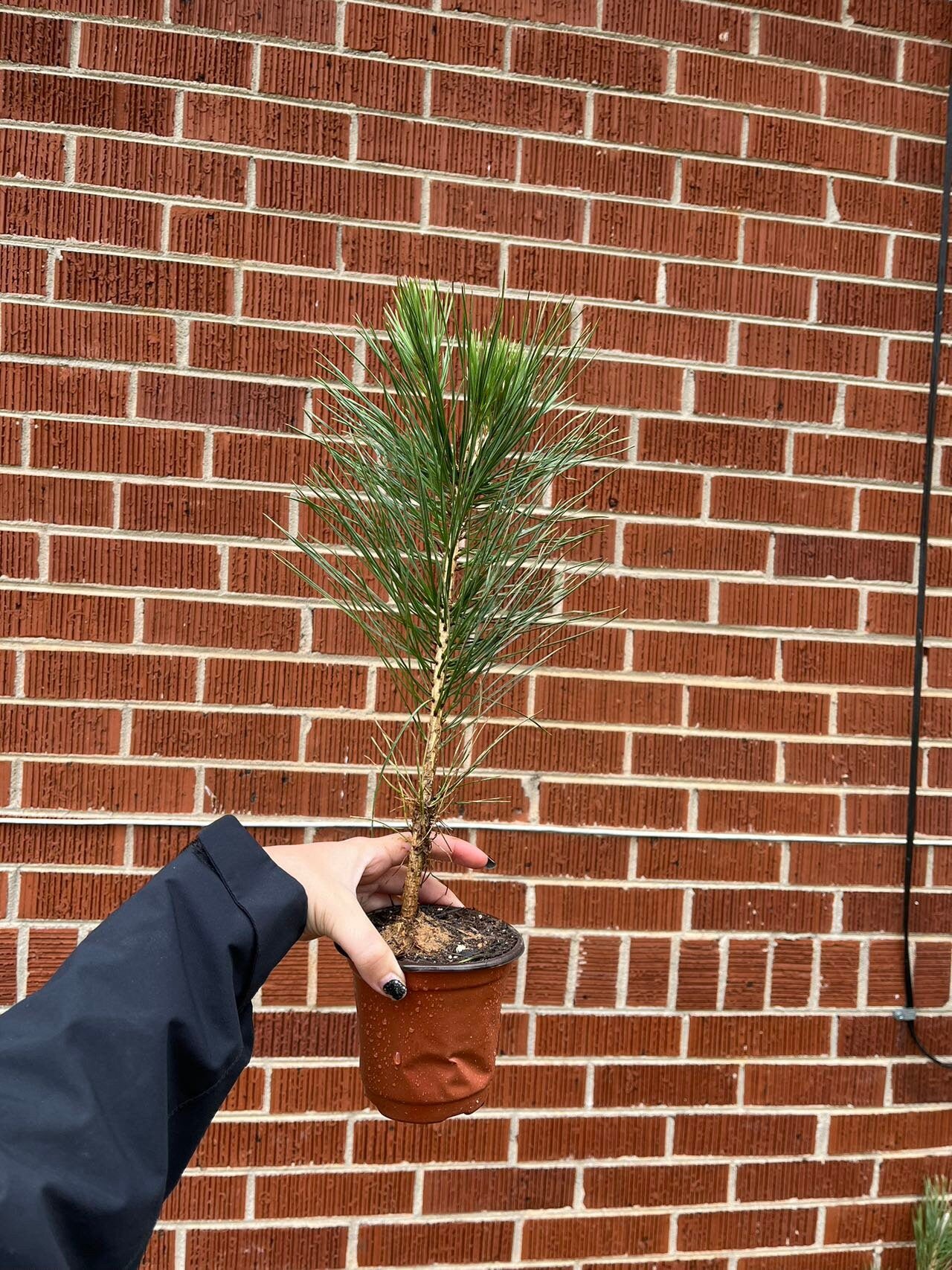 Live Japanese Black Pine Seedlings (3 years+); with nutrition soil