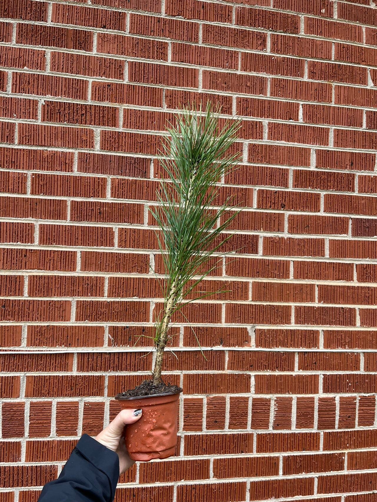 Live Japanese Black Pine Seedlings (3 years+); with nutrition soil