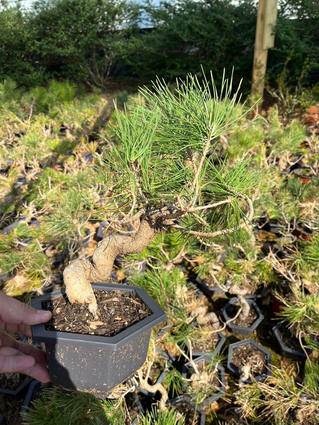 Live Pre-Bonsai Black Pine; with Decorative Container same as picture