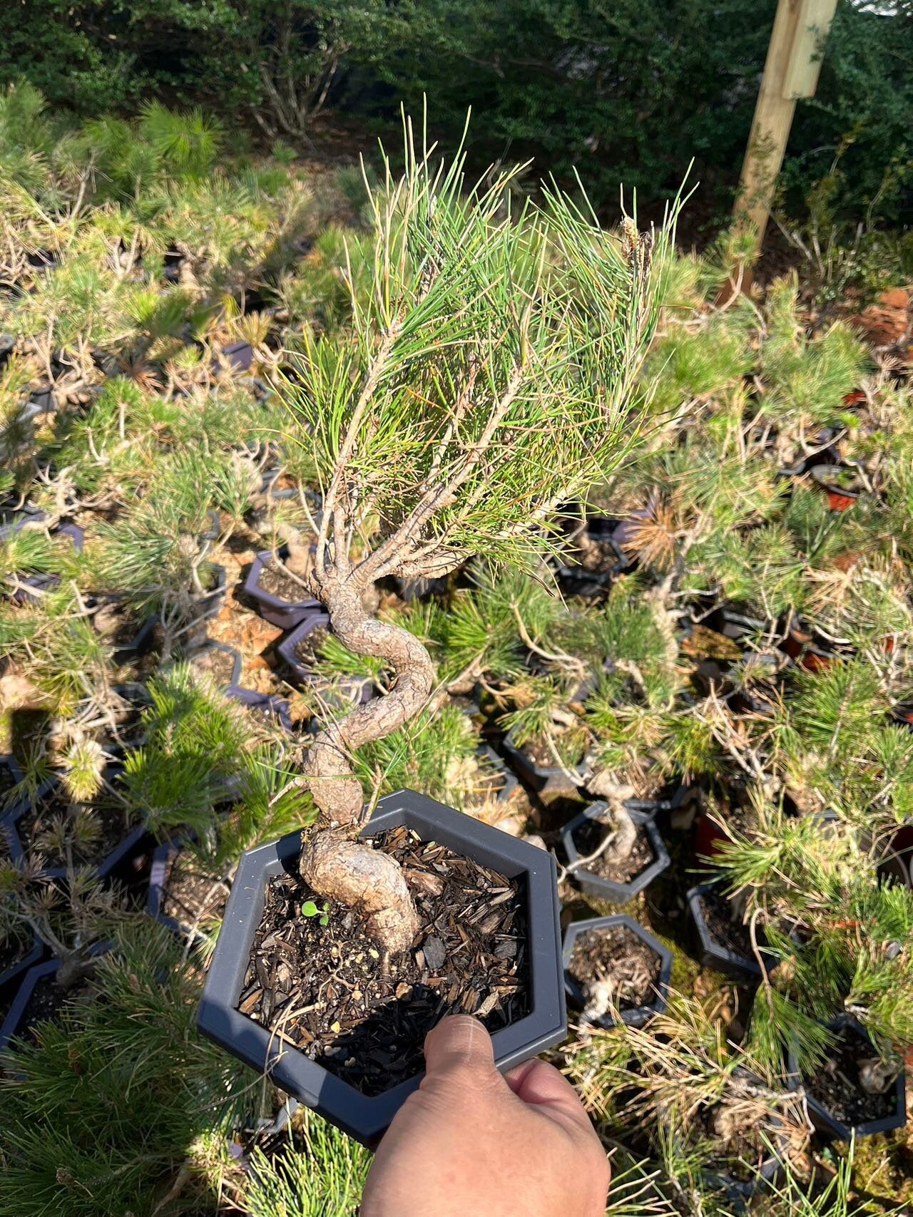 Live Pre-Bonsai Black Pine; with Decorative Container same as picture