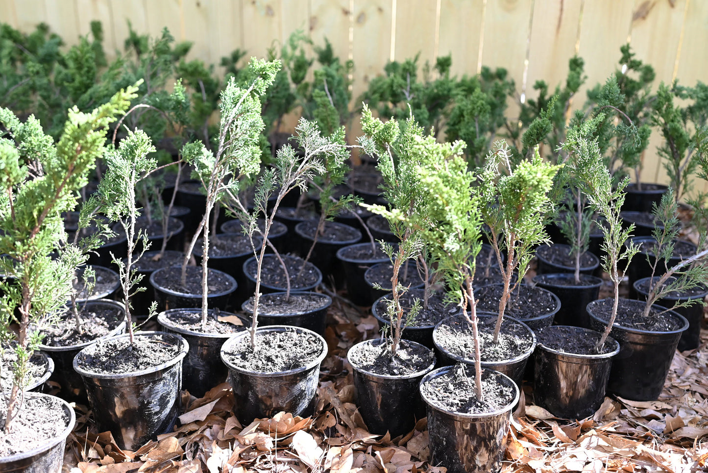 Live Shimpaku Juniper Seedlings; with nutrition soil