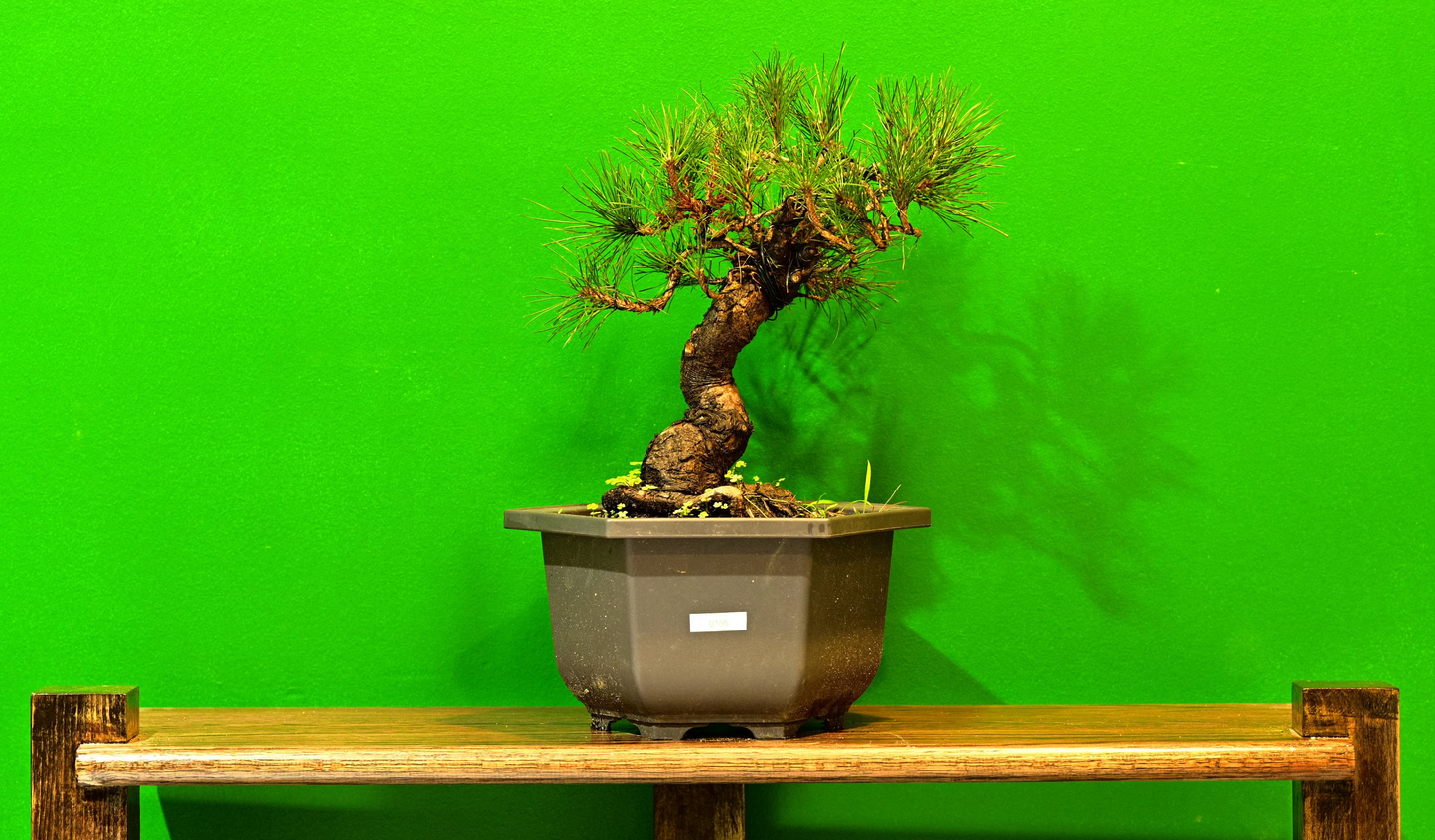 Live Black Pine Outdoor Bonsai Tree; with Decorative Container same as picture; with nutrition soil