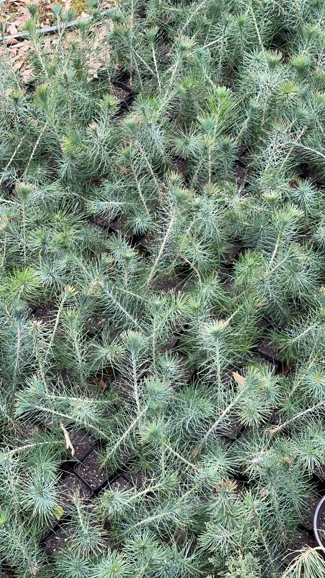 Live Japanese Black Pine Seedlings; with nutrition soil