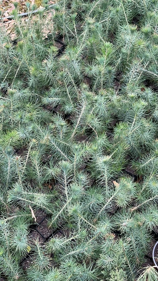 Live Japanese Black Pine Seedlings; with nutrition soil