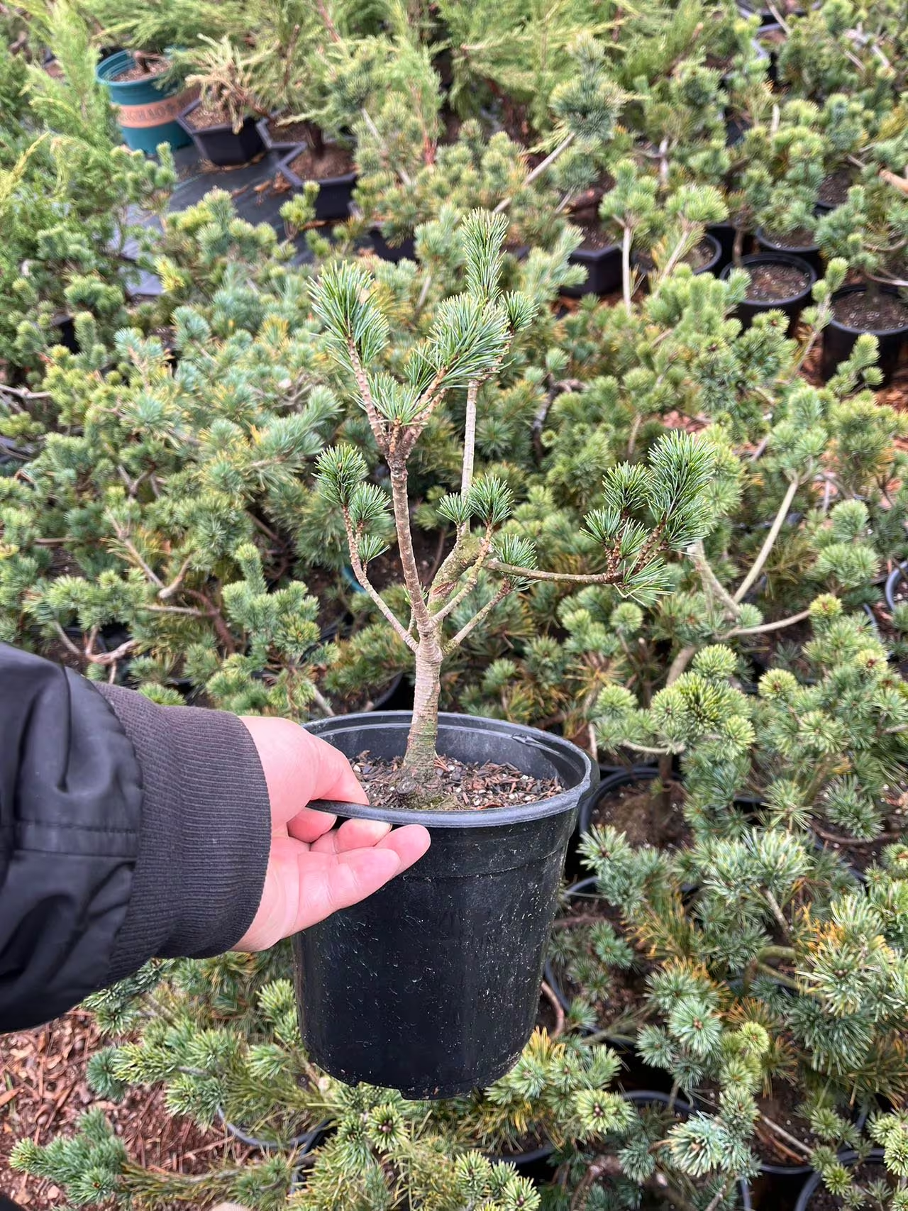 Live Pre-Bonsai White Pine (un-trained); with nutrition soil