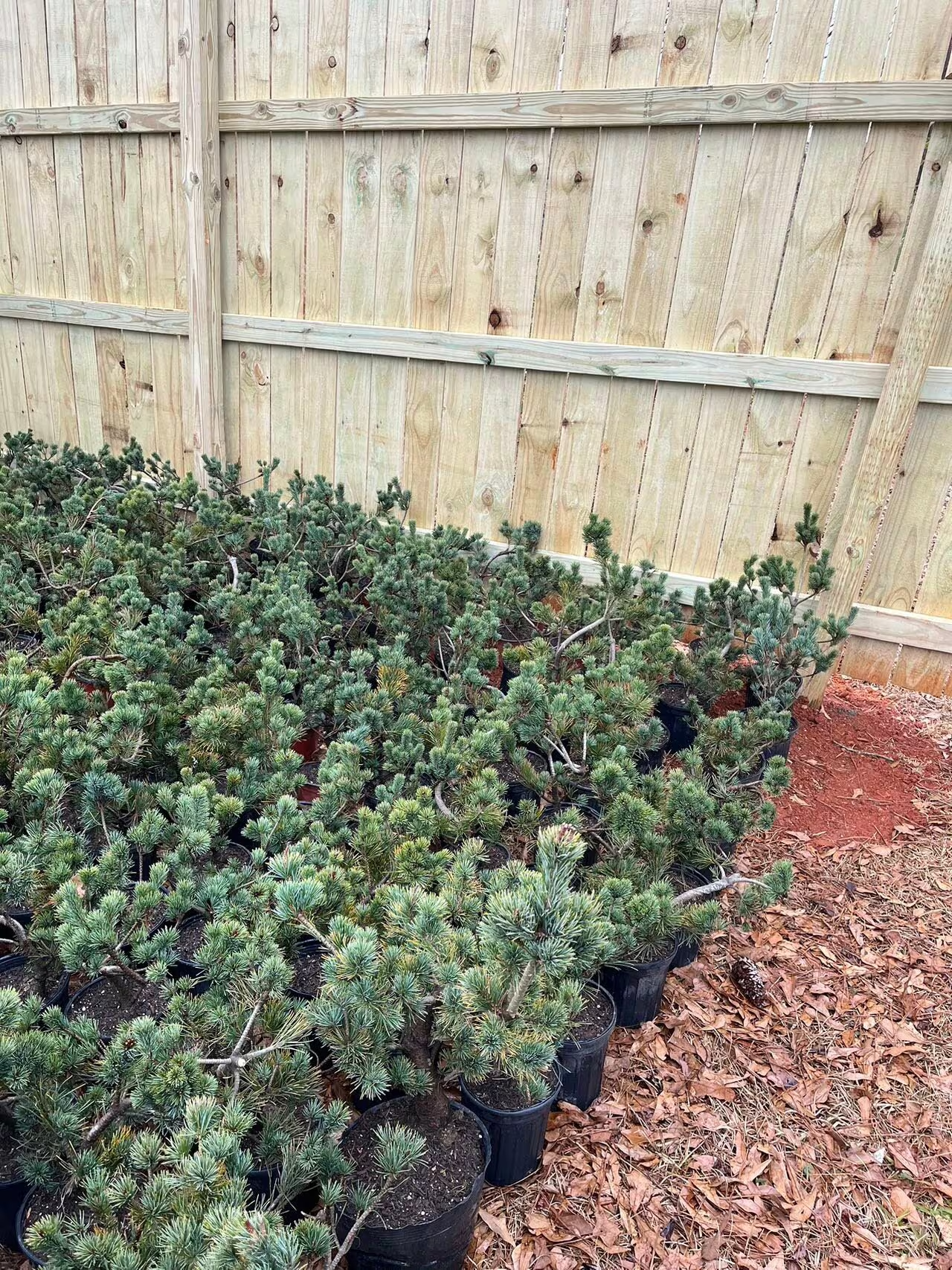 Live Pre-Bonsai White Pine (un-trained); with nutrition soil