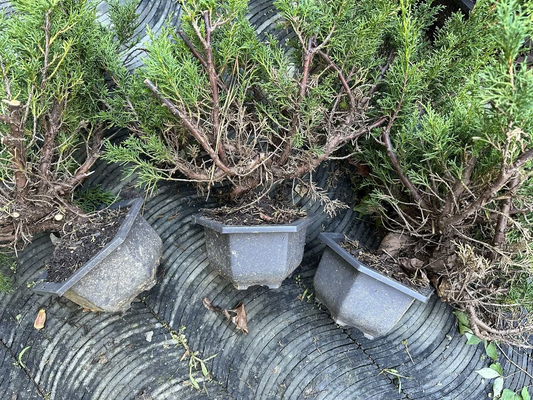 Live Pre-Bonsai Shimpaku Juniper (trained); with nutrition soil