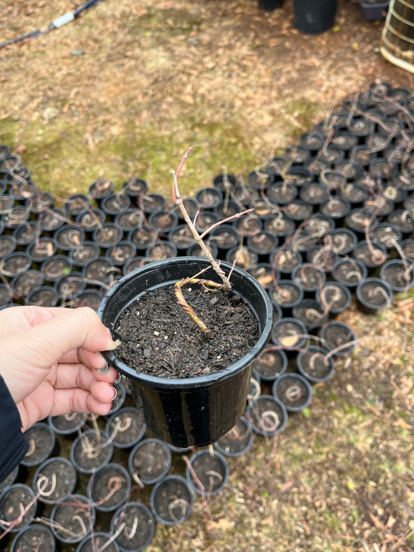 Live Acer Palmatum Seedlings; with nutrition soil