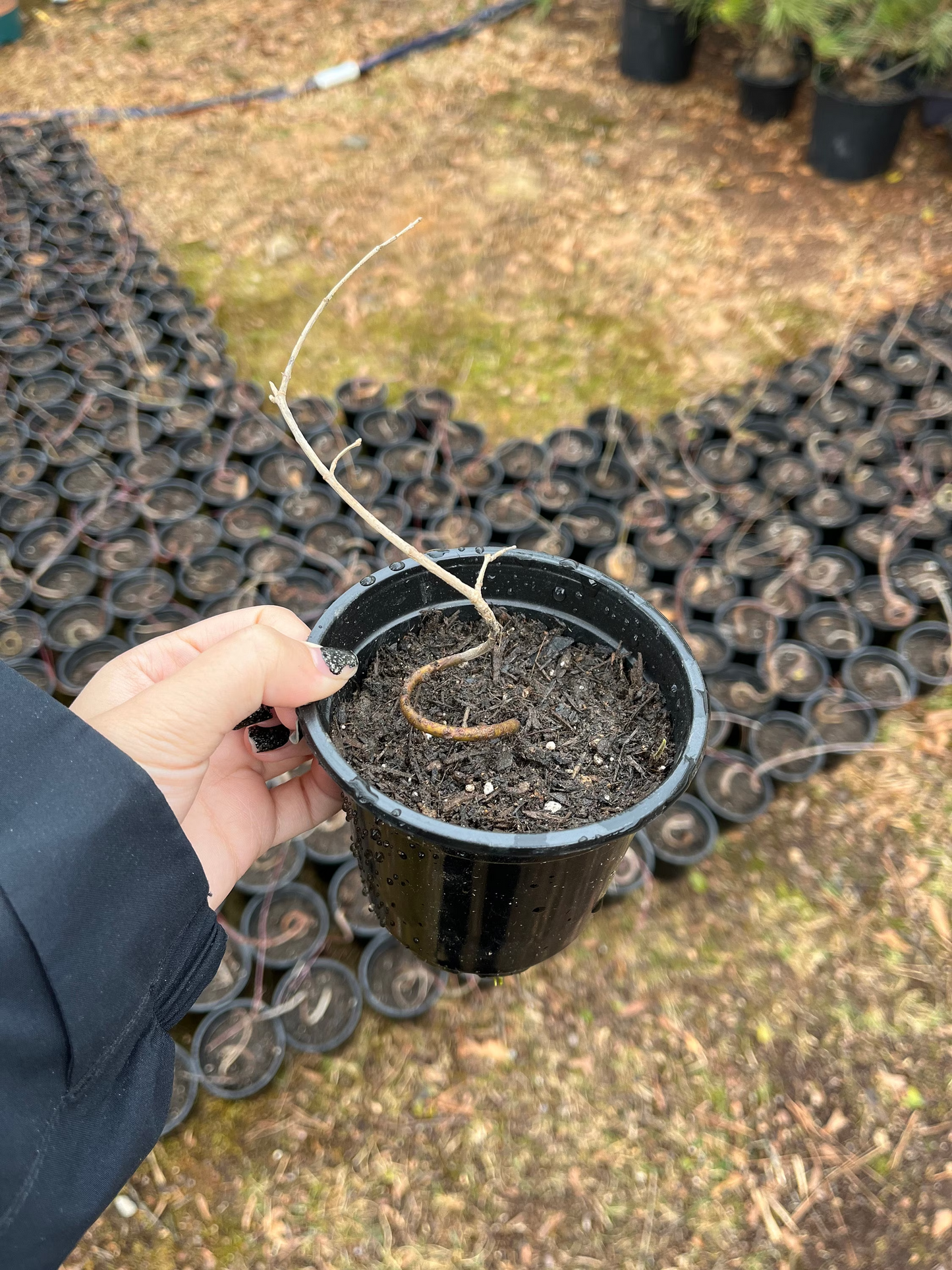 Live Acer Palmatum Seedlings; with nutrition soil