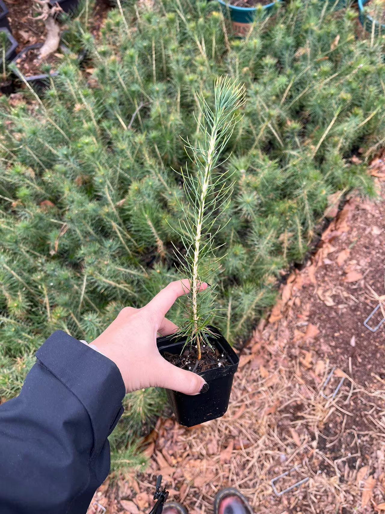 Live Japanese Black Pine Seedlings; with nutrition soil